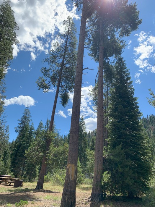 Donner Memorial State Park Ridge Campground