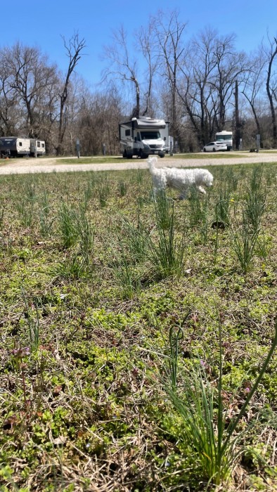 Roubidoux Springs Campground