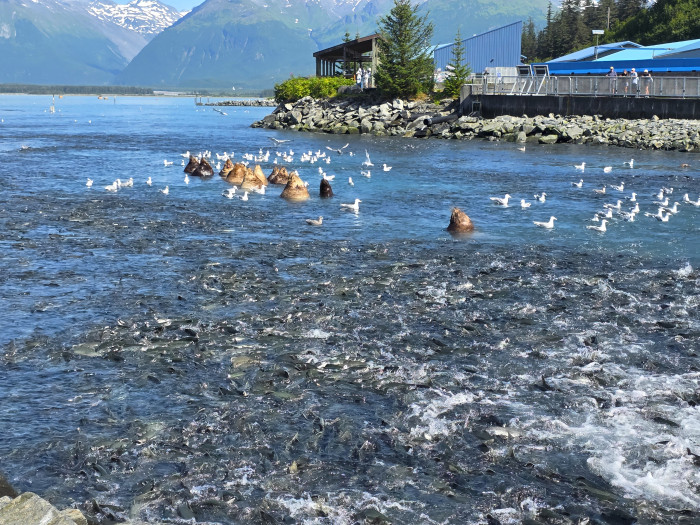 Valdez Glacier Campground