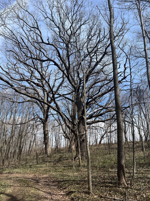 Astico Park