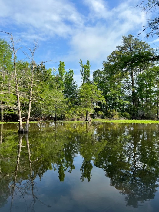 Martin Dies JR. State Park