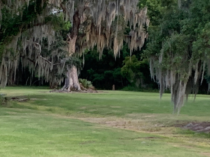 Fontainebleau State Park