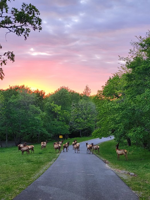 Hillman Ferry Campground