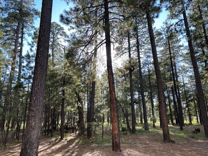 Aspen Campground