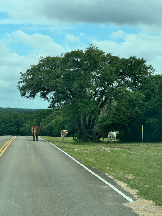 Fort Hood BLORA Rec Area