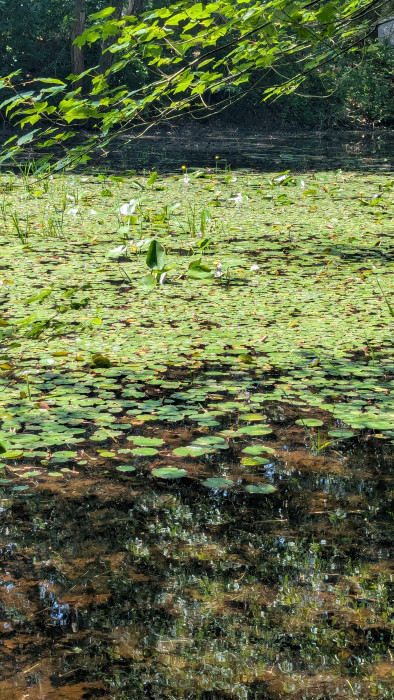 Hopeville Pond State Park