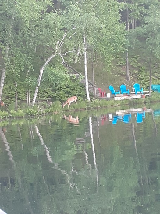 Foxfire Campground