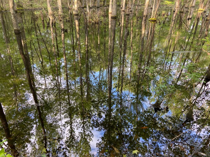 Swayback Campground