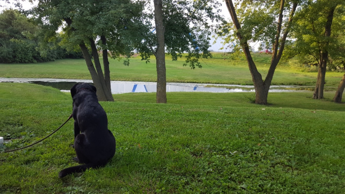 Updog RV & Camping