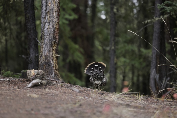 Deadman Lake Campground
