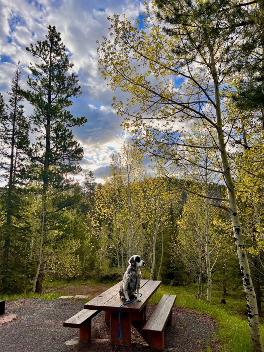 Ashley National Forest, Lodgepole Campground