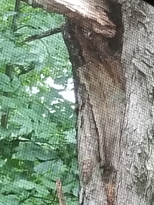 The Woods At Plaza Drive