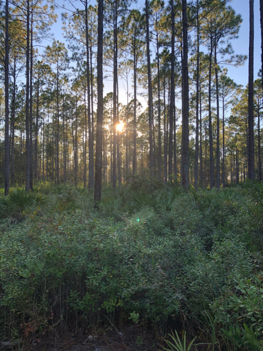 Cary State Forest