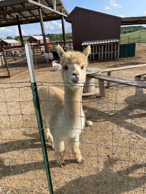 Buena Vista Wildlife Safari and RV Park