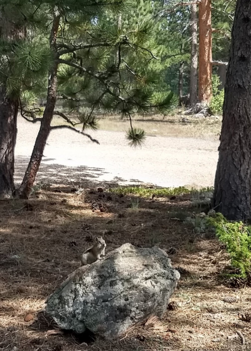 Jacks Gulch Campground