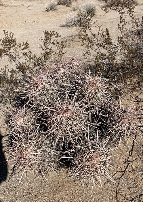 Rancho El Mirage