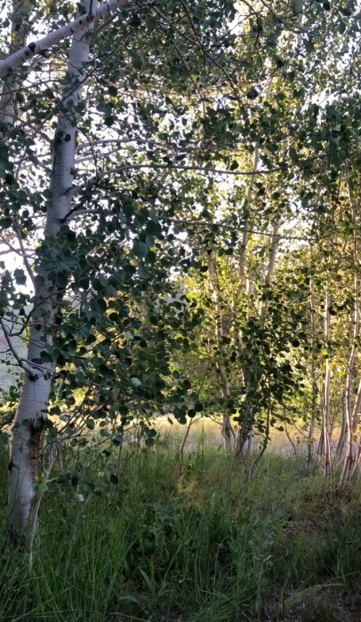 Easley Campground