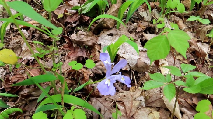 Tsali Campground – Nantahala National Forest