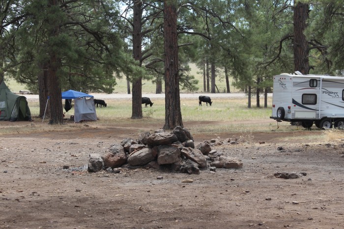 Ashurst Lake Campgrounds
