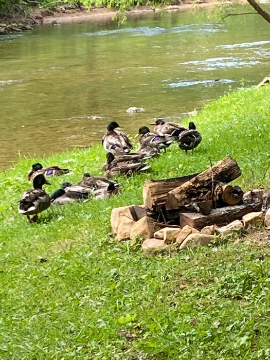 Roan Creek Campground
