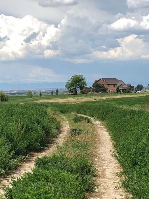 Little Creek Homestead