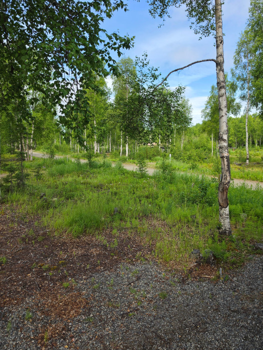 Little Susitna River Campground City Park