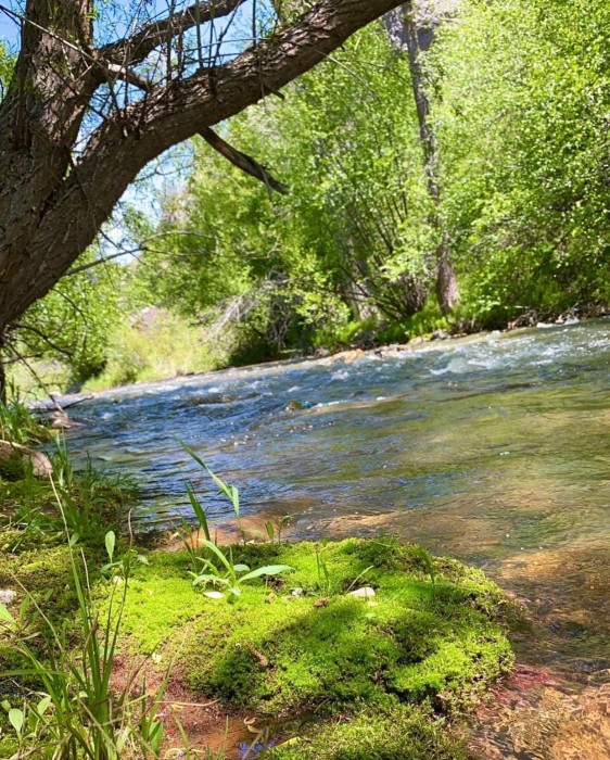Uinta Wasatch Cache National Forest, South Fork Campground