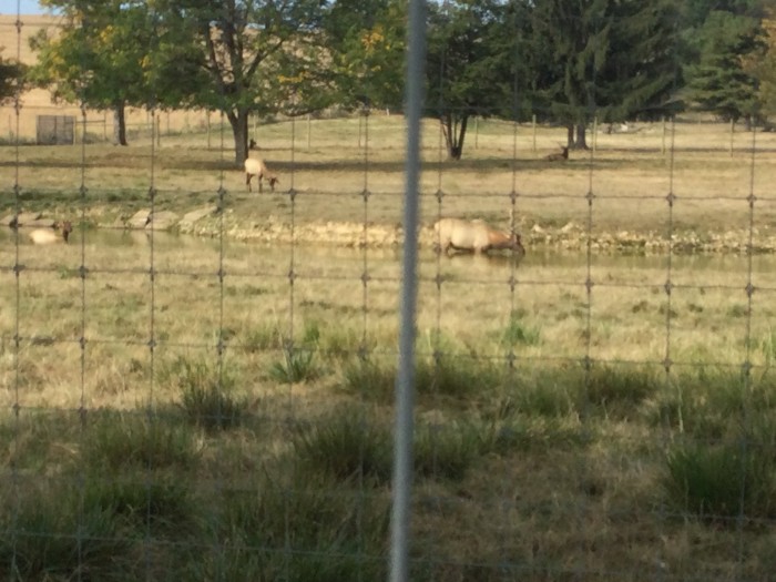 Winklepleck Grove Campground