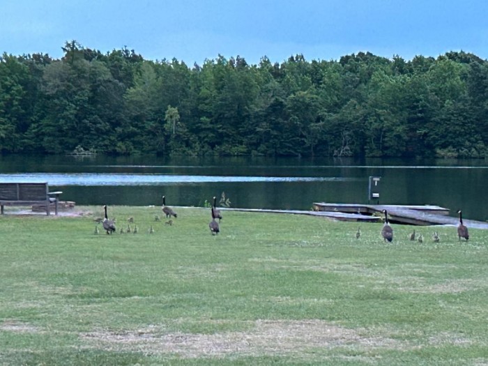 Greene’s Pond Cabins & RV/Camper Park