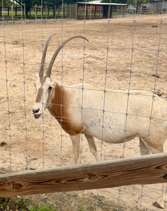 Wild Adventures Safari Campground