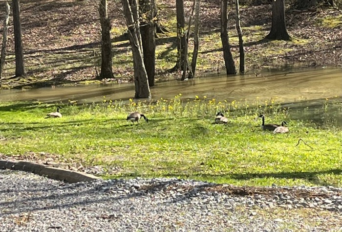 Waters Edge RV Park & Marina