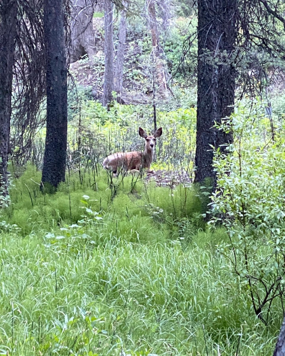 Sawtooth National Forest, Caribou Campground