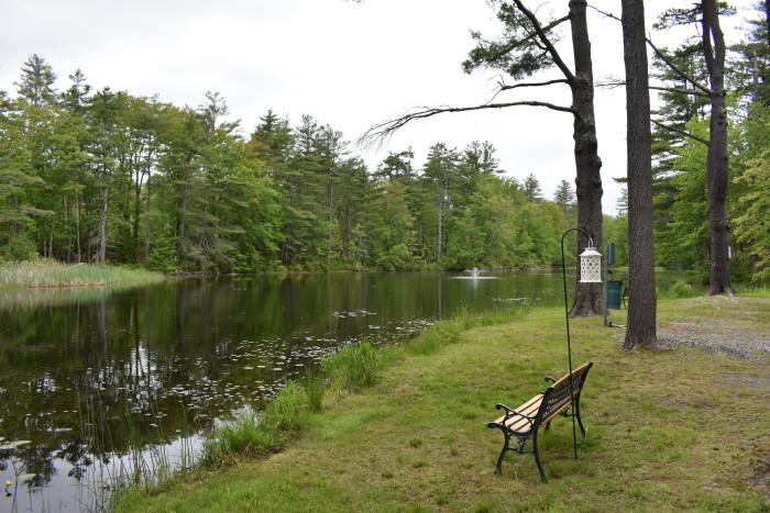 Peaceful Pines