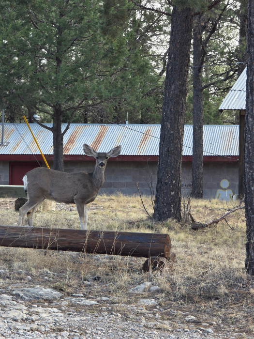 Sacramento Mountain Retreat & RV Park