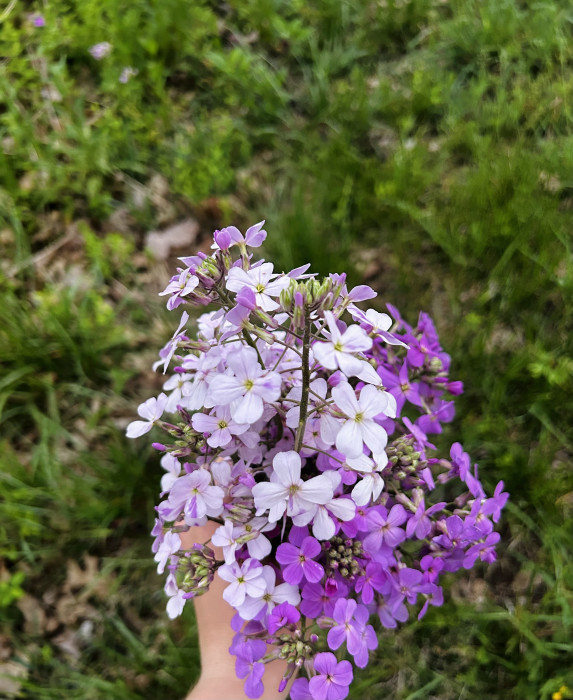 Swedish Lilac Campground