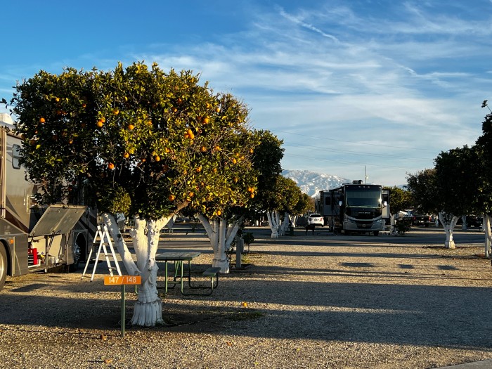 Orange Grove RV Park & Resort