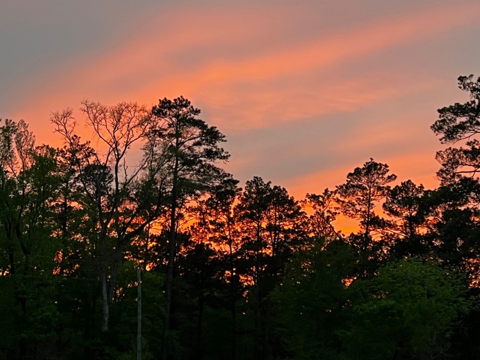 Mission Tejas State Park