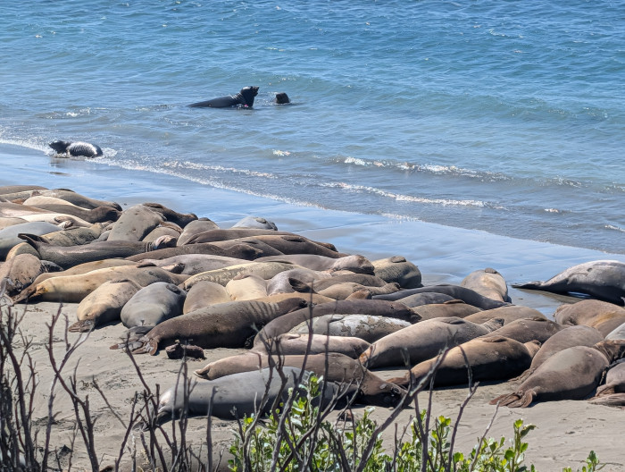 Hearst San Simeon State Park, San Simeon Creek Campground