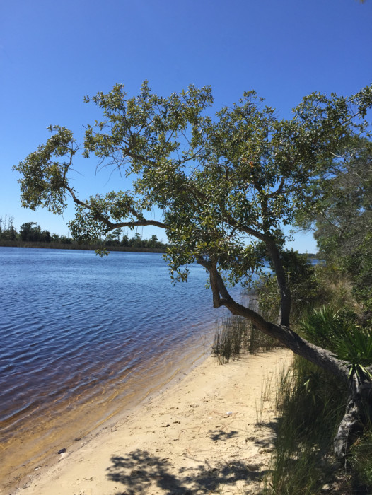 Ochlockonee River State Park Campground
