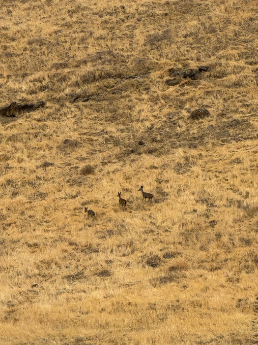 San Luis Creek Campground