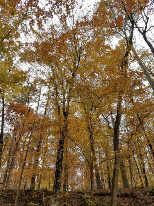 Tombigbee National Forest – Choctaw Lake Campground