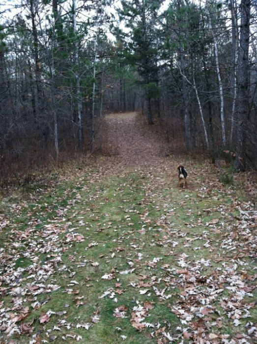 Lake Bemidji State Park Campground
