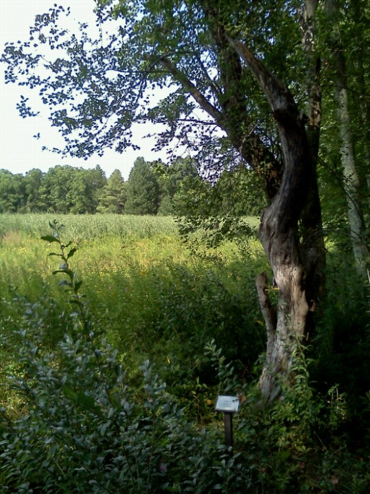 Mashamoquet Brook State Park, Brook Campground