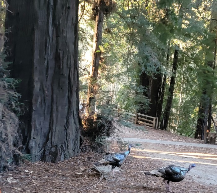 Pfeiffer Big Sur State Park