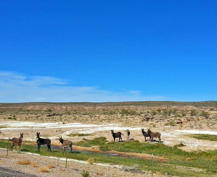 Bailey’s Hot Springs