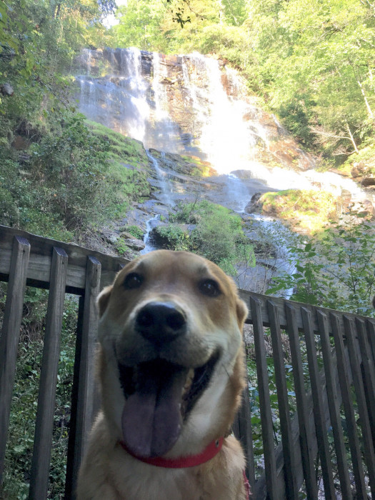 Amicalola Falls State Park Campground
