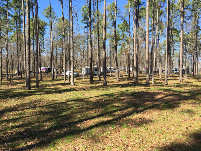 Cypress Black Bayou