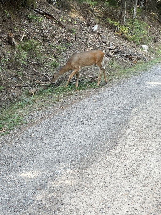 Apgar Campground